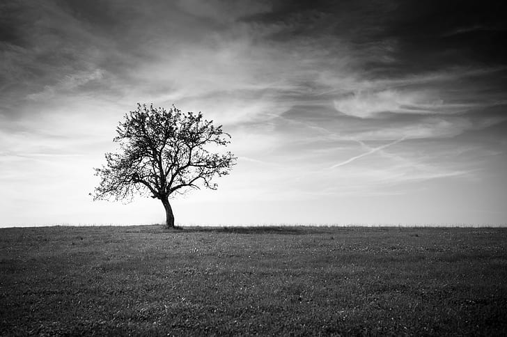 grayscale photo of bare tree, sunny, Baum, Herbst, Leica M9, Schweiz, HD wallpaper