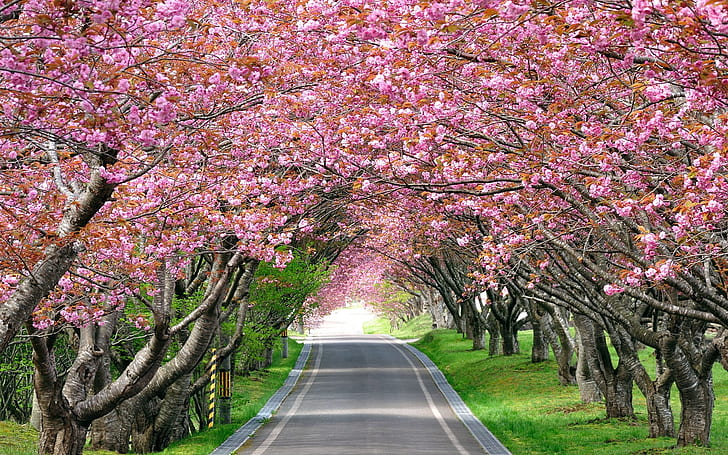 cherry blossom trees high definition