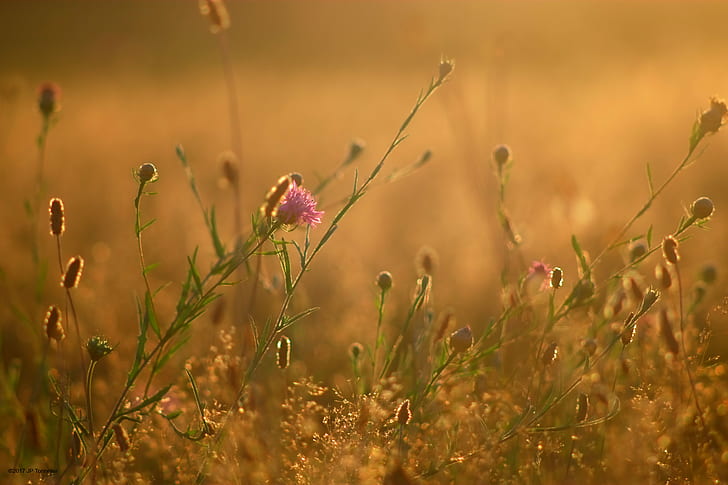 shallow focus photography of pink and brown flowers, soleil, couchant, HD wallpaper