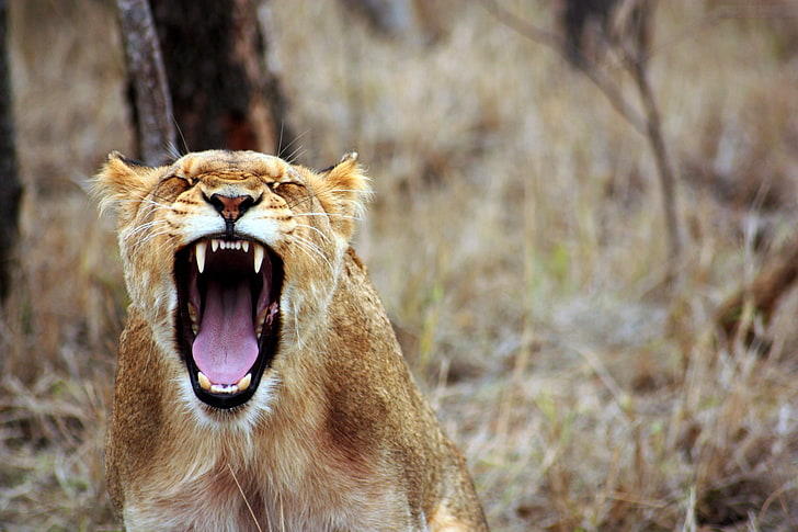 brown lioness, teeth, aggression, predator, undomesticated Cat