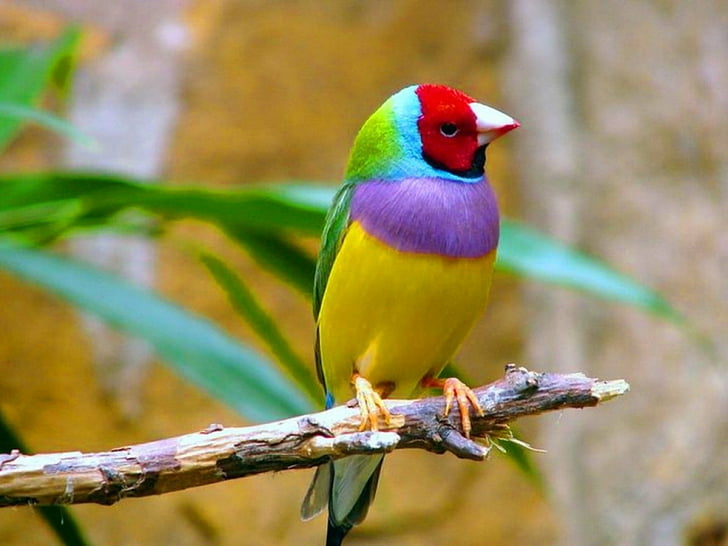 Birds, Gouldian Finch, Branch, Colorful, Colors, Earth, animal themes, HD wallpaper