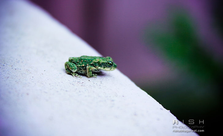 Green Frog, green frog, Animals, Reptiles and Frogs, macro, purple