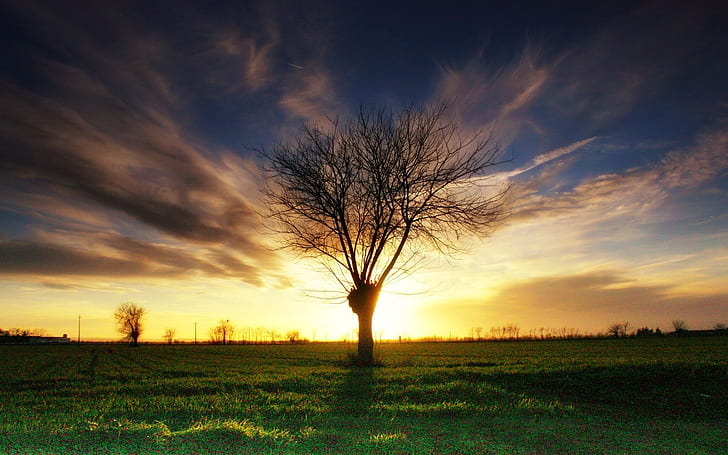 Lonely tree, grass, sunset