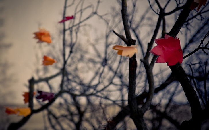 orange and red flowers, branch, depth of field, leaves, fall, HD wallpaper