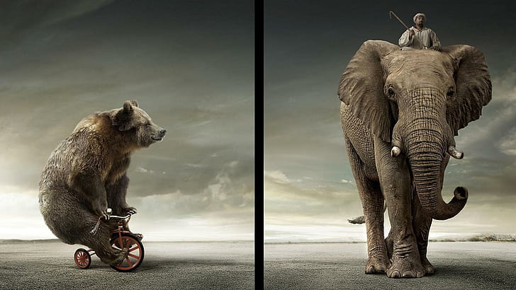 The Elephant The Crazy Bear, bike, bicycle, picture, funny, digital work, HD wallpaper