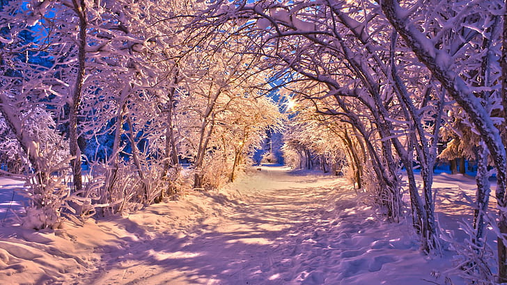 Nature Landscapes Winter Snow Christmas Sidewalk Roads Lights White Trees Desktop Images, HD wallpaper