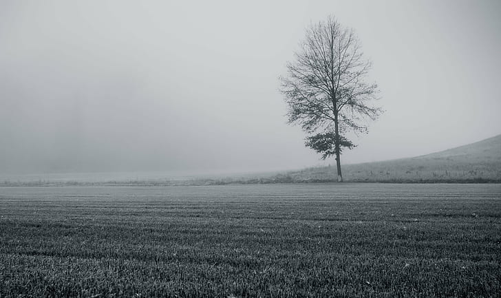 grayscale photo of bare tree surrounded grass, Outlier, Canon EF, HD wallpaper
