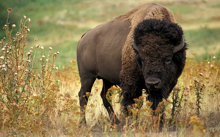 American Bison (wds), buff, standing, widescreen, animals, HD wallpaper