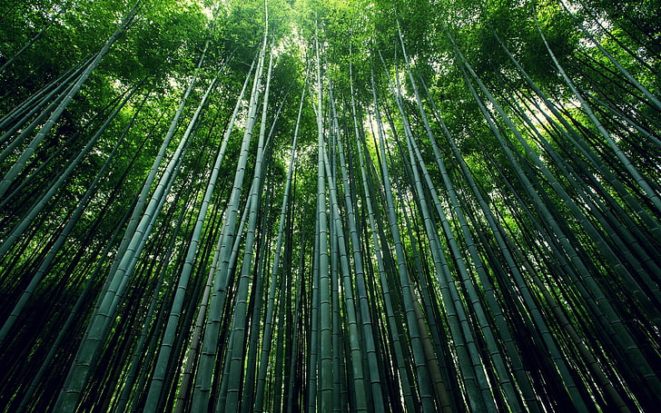 bamboo, trees, green color, plant, growth, bamboo - plant, bamboo grove, HD wallpaper