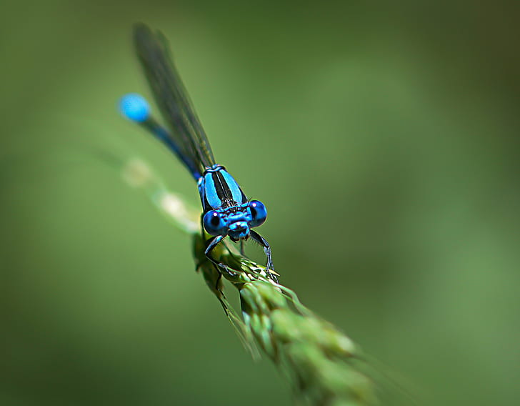 blue and black dragonfly on green leaf, Blue Eyes  blue, Macro
