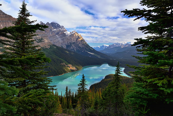 photo of pine trees near body of water, icefields parkway, icefields parkway