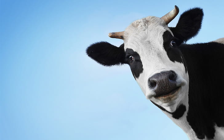 Cow, head, face, HD wallpaper