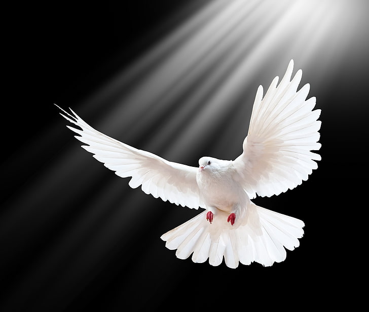 white dove, scale, wings, light, black background, freedom, bird