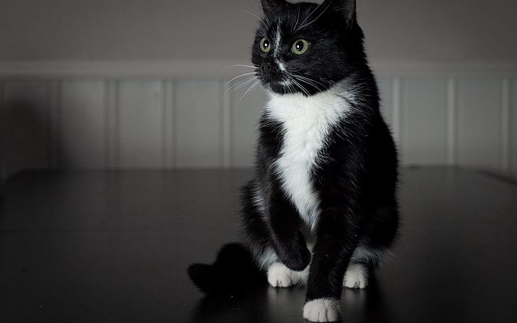 black and white tuxedo cat, black cat, white paws, baby, domestic Cat