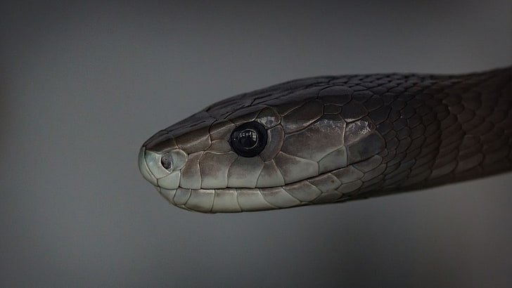reptiles, mamba, snake, HD wallpaper
