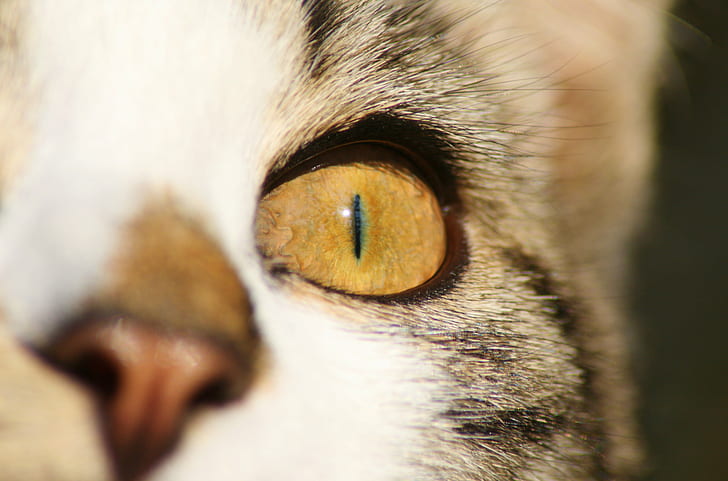 closeup photo of cat's left eye, cat, Cat Eye, Close Up, cat  eye