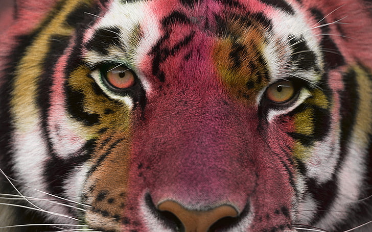 adult tiger, eyes, cat, photo manipulation, colorful, big cats, HD wallpaper