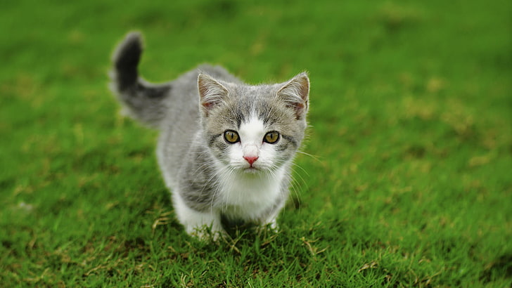 gray and white tabby cat, grass, animals, one animal, mammal