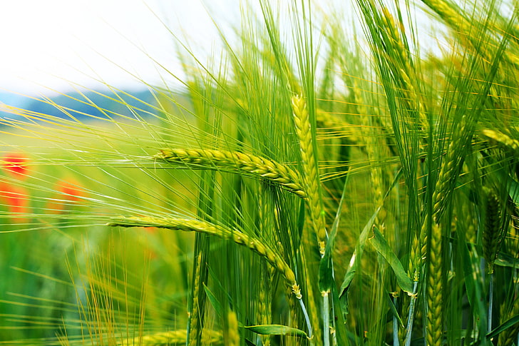 brown wheat, ears of corn, grass, herbs, nature, agriculture, HD wallpaper