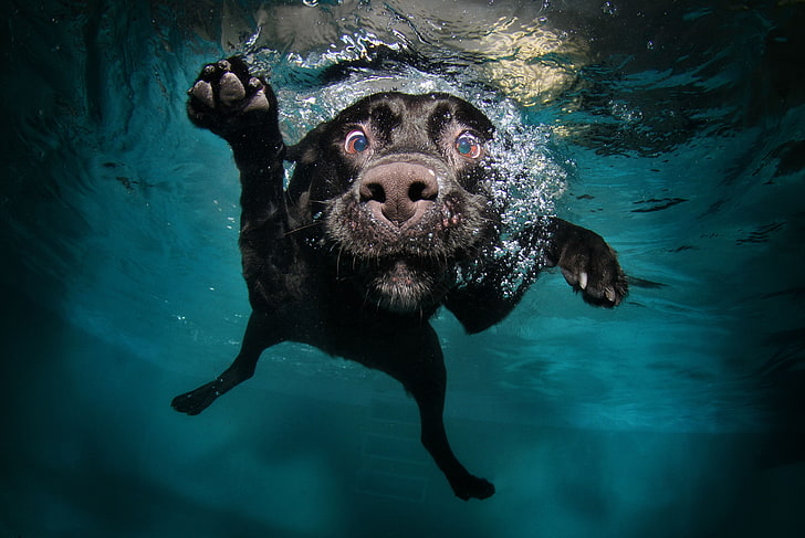 adult black Labrador retriever, dog, underwater, swimming, animals