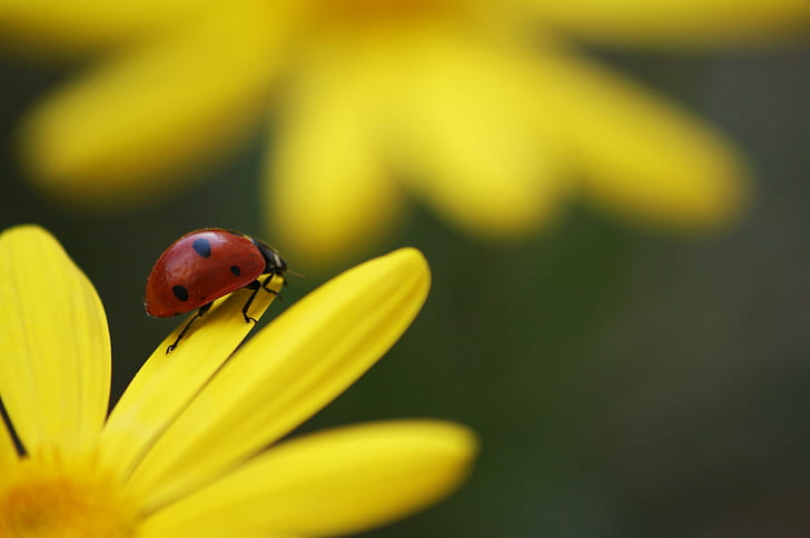 close up photo of ladybug perched on yellow petaled flower, walk on