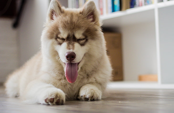 copper and white Siberian husky puppy, dog, protruding tongue