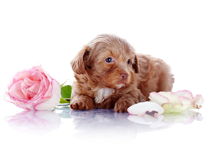 long-coated tan puppy, dog, flower, rose, photoshoot, pets, animal