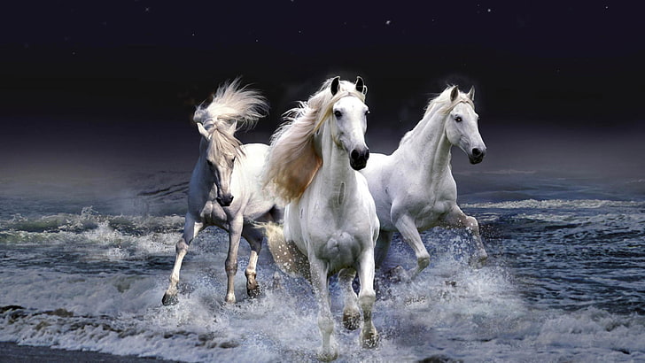 horses, night, white horses, HD wallpaper