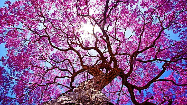 flowery tree, spring, blossom, sunlight, sunray, nature, HD wallpaper