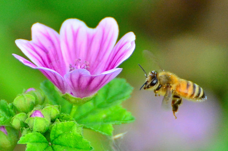 shallow focus photography of a bee flying in front of pink petaled flower during daytime, honeybee, common mallow, honeybee, common mallow, HD wallpaper