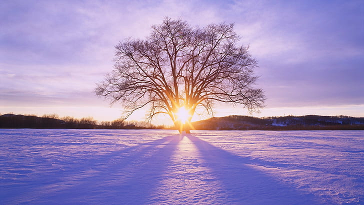 landscape, sunlight, winter, snow, sky, trees, HD wallpaper