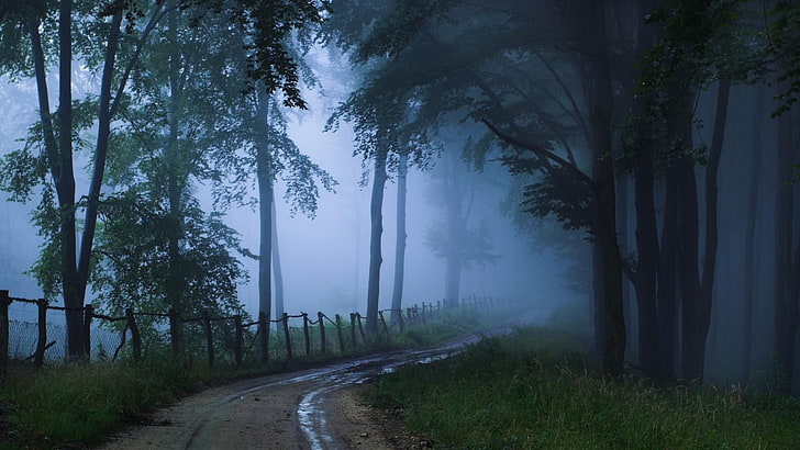 trees, twilight, forest, pathway, misty, fog, HD wallpaper