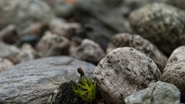 beige rocks, nature, green, plants, stones, macro, depth of field