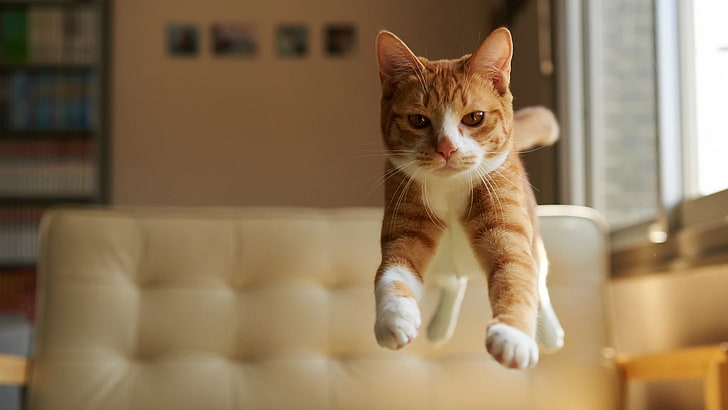 orange tabby cat, animals, feline, nature, jumping, domestic, HD wallpaper