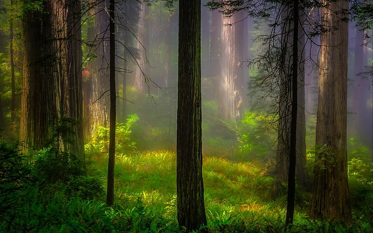forest wallpaper, forest and trees during mist, nature, wood
