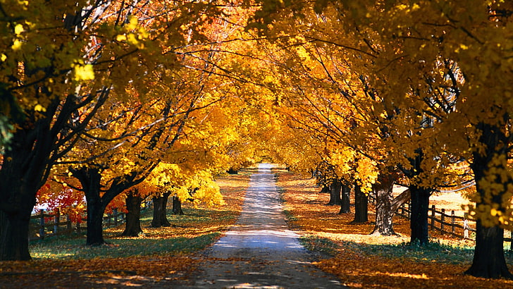 yellow trees, leaves, fall, road, dirt road, dappled sunlight, HD wallpaper
