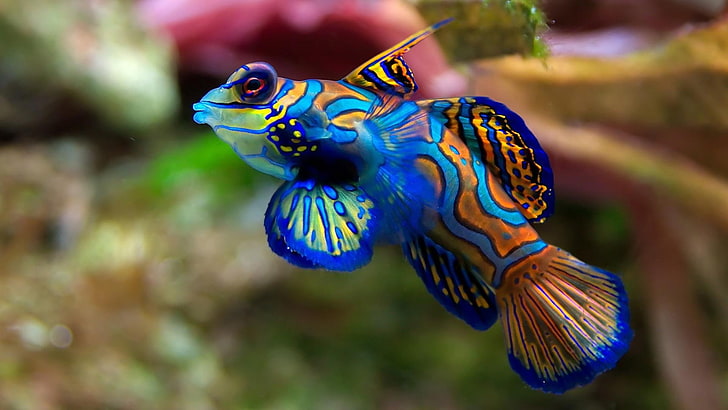 fish, marine biology, colorful fish, macro photography, underwater, HD wallpaper