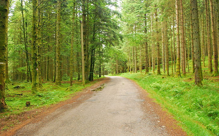 Forest Trees Nature Roads High Resolution Pictures, HD wallpaper