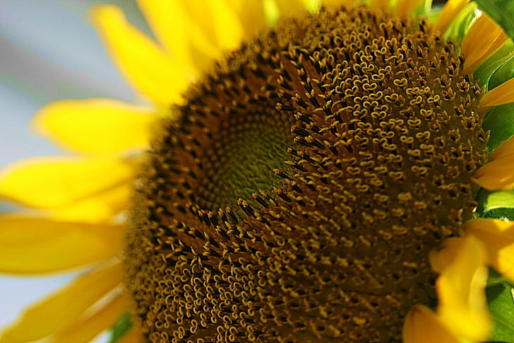 Sunflower photo, In search of, sunshine, my friend, It's time, HD wallpaper