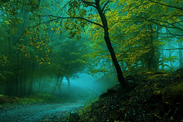 4K, Fog, Pathway, Forest, Spring, tree, plant, tranquility, HD wallpaper