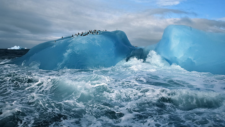 ice berg, iceberg, penguins, sea, water, cold temperature, winter