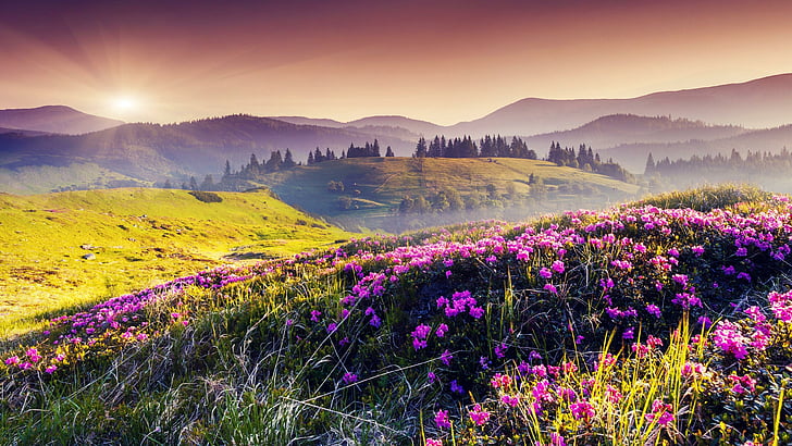 landscape, hills, field, flowers, sunray, flower field, wild flowers, HD wallpaper