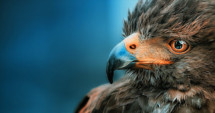 brown short-beaked bird, nature, eagle, one animal, vertebrate, HD wallpaper
