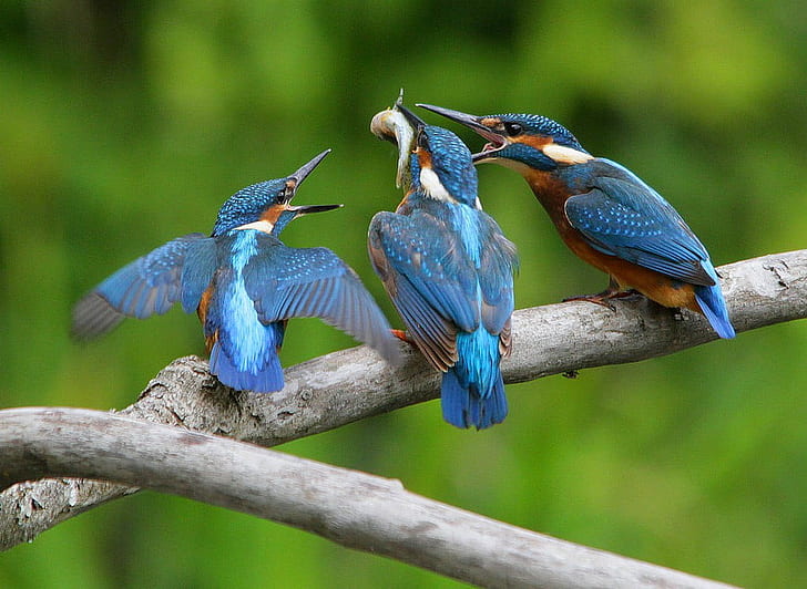 three blue and brown Kingfisher on branch, alcedo atthis, common kingfisher, alcedo atthis, common kingfisher