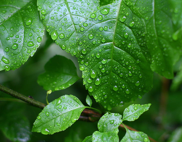 wet green leaves tilt shift lens, SMC, Takumar, margate, cemetery