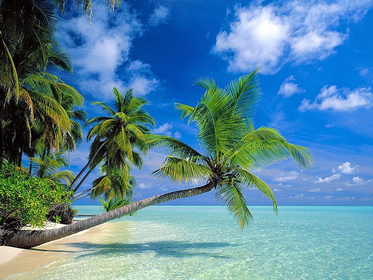 green coconut trees, Earth, Beach, Nature, Ocean, Palm Tree, Sky
