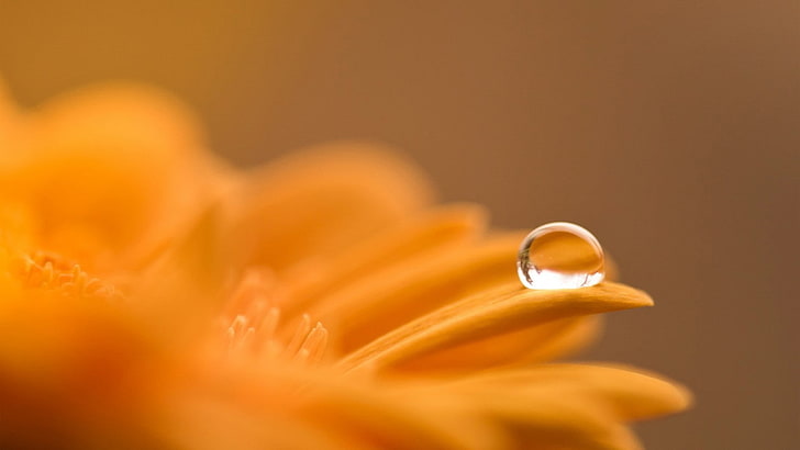 orange, water drops, dew, selective focus, close-up, yellow, HD wallpaper