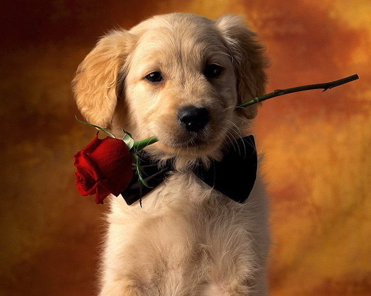 Puppy HD Wallpapers  Wallpaper Cave