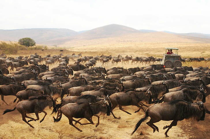 wildebeest herd painting, Stampede, tanzania, africa, d300, creative-commons