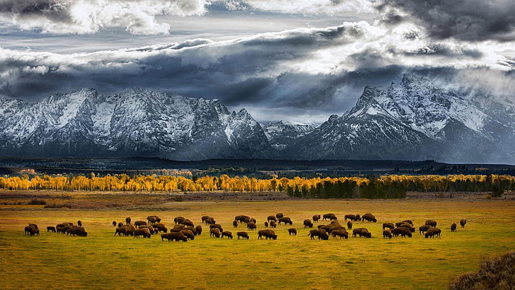 field, bison, buffalo, herd, mountains, pasture, animals, landscape, HD wallpaper